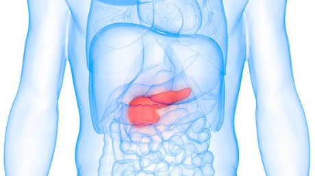 A digital illustration of a pancreas in the human anatomy